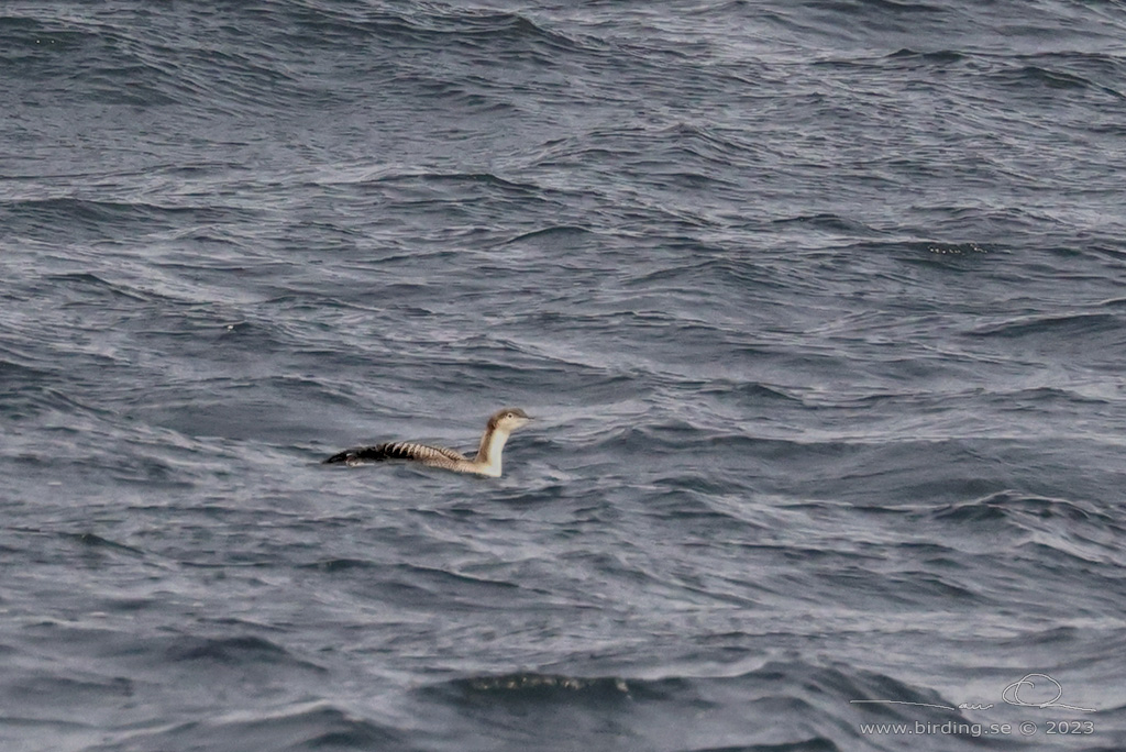 STILLAHAVSLOM / PACIFIC DIVER (Gavia pacifica) - Stng / Close