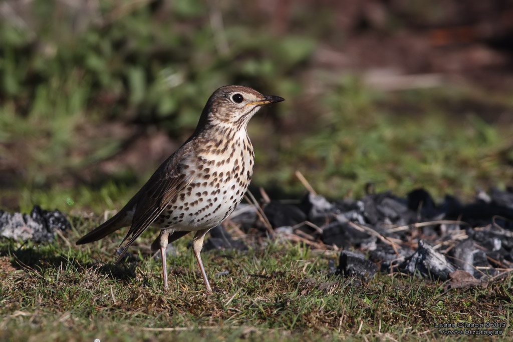 TALTRAST / SONG THRUSH (Turdus philomelos) - Stng / close