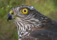 Sparvhk / Sparrowhawk (Accipiter nisus)