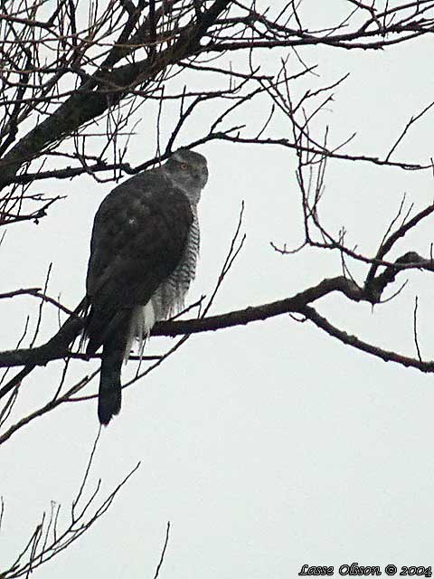 DUVHK / GOSHAWK (Accipiter gentilis) - ADULT FEMALE