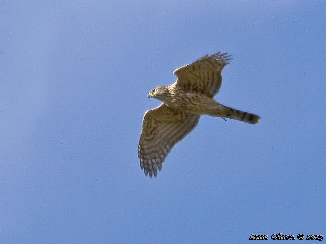 DUVHK / GOSHAWK (Accipiter gentilis) - JUVENIL