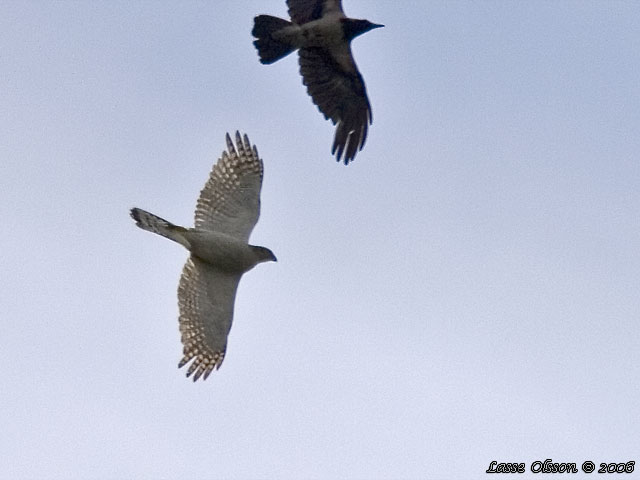 DUVHK / GOSHAWK (Accipiter gentilis)