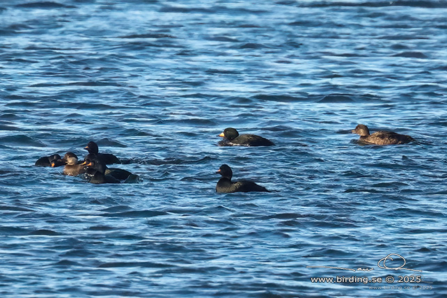 AMERIKANSK SJÖORRE / BLACK SCOTER (Melanitta americana)