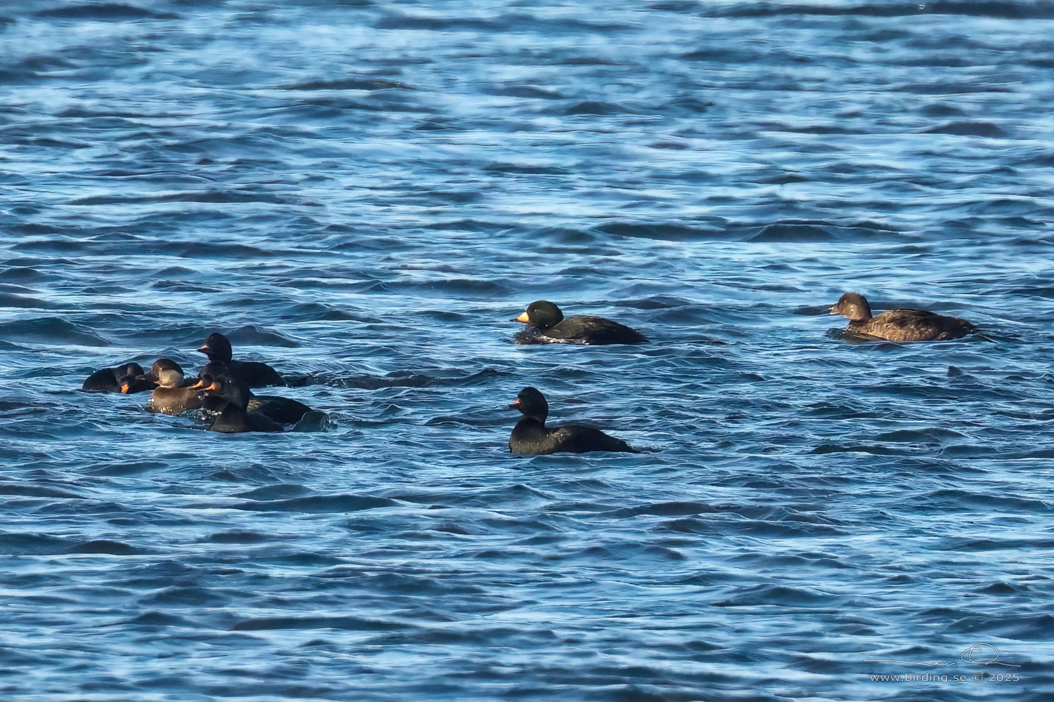 AMERIKANSK SJORRE / BLACK SCOTER (Melanitta americana) - Stäng / Close