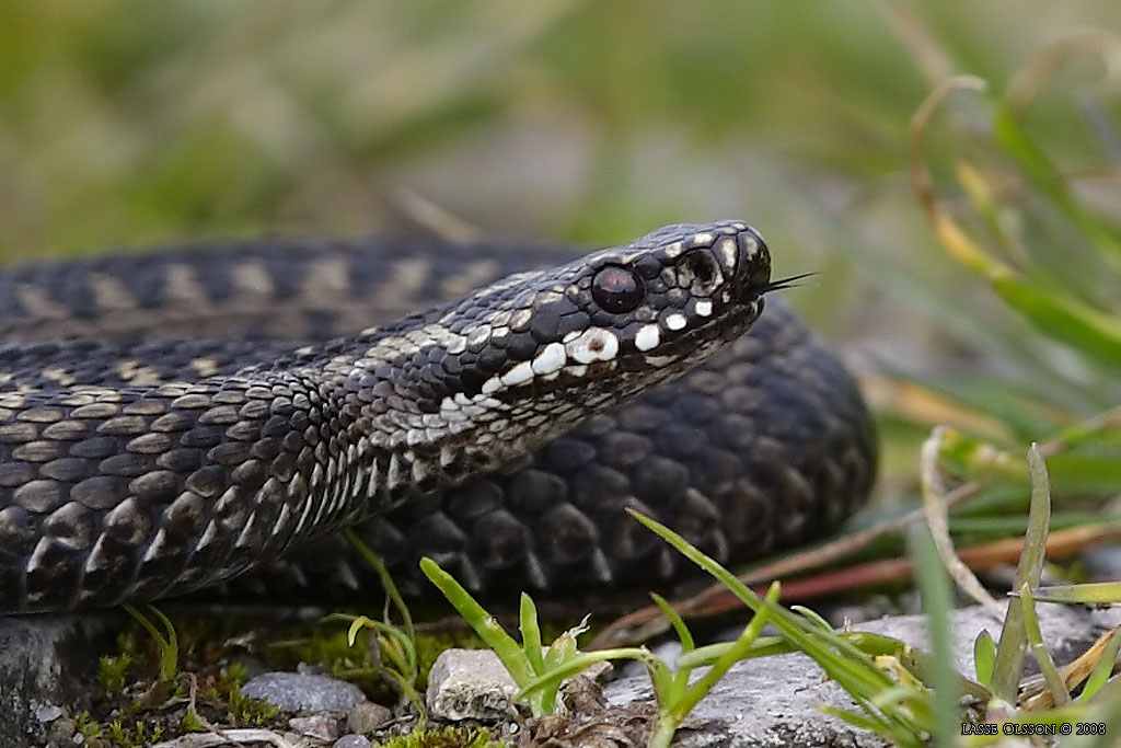 HUGGORM / COMMON VIPER (Vipera berus) - Stng / Close