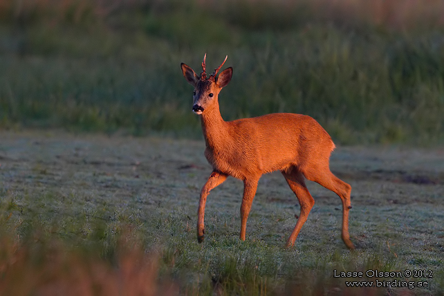 RÅDJUR / ROE DEER (Capreolus capreolus) - stor bild / full size