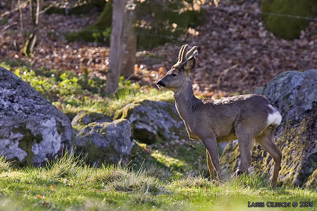 RDJUR / ROE DEER (Capreolus capreolus) - stor bild / full size