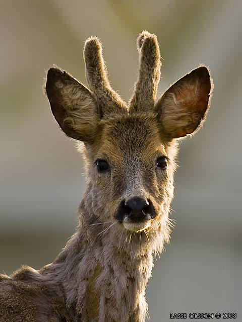 RÅDJUR / ROE DEER (Capreolus capreolus)