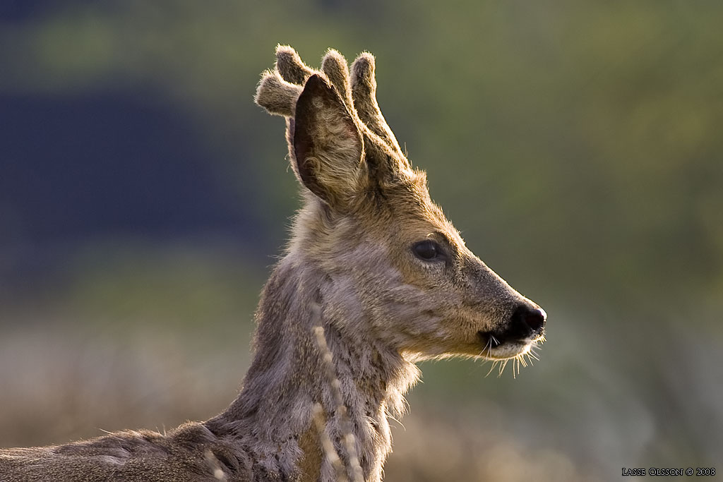 RDJUR / ROE DEER (Capreolus capreolus) - stng / close
