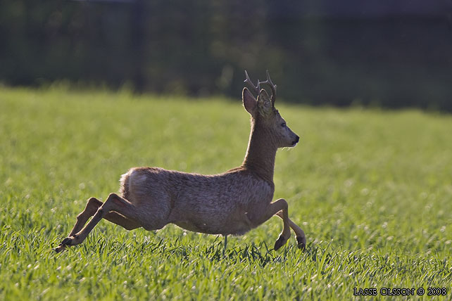 RDJUR / ROE DEER (Capreolus capreolus) - stor bild / full size