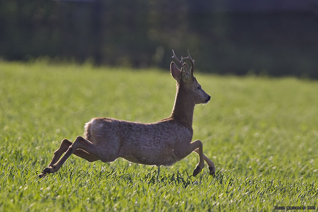RDJUR / ROE DEER (Capreolus capreolus) - stng / close