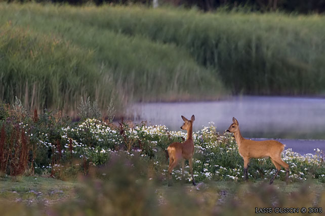 RDJUR / ROE DEER (Capreolus capreolus) - stor bild / full size