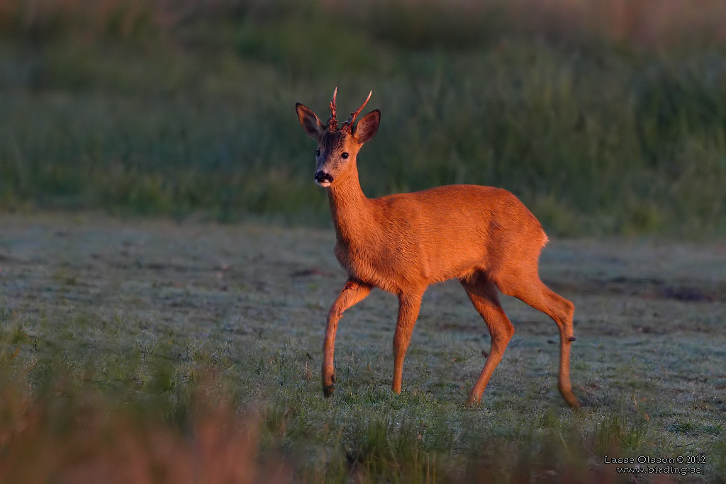 RDJUR / ROE DEER (Capreolus capreolus) - Stng / close