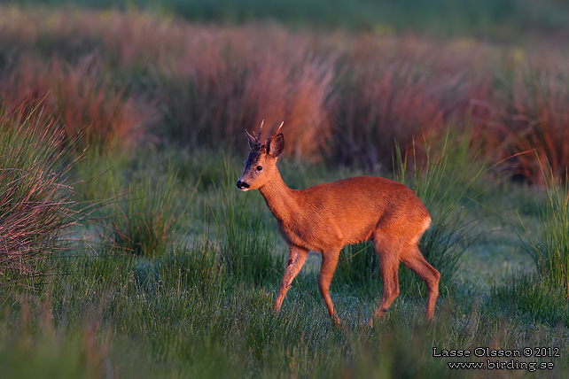 RÅDJUR / ROE DEER (Capreolus capreolus) - stor bild / full size