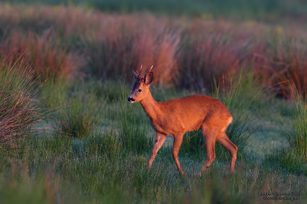 RDJUR / ROE DEER (Capreolus capreolus) - Stng / close