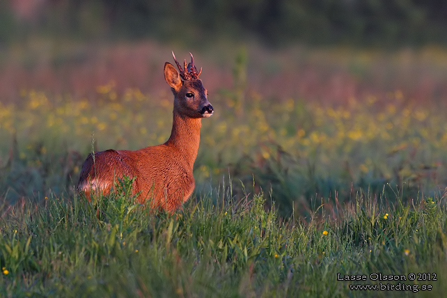 RÅDJUR / ROE DEER (Capreolus capreolus) - stor bild / full size