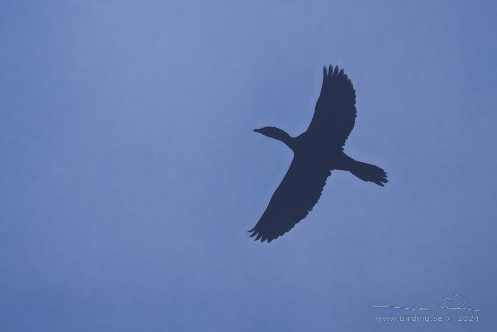 DVRGSKARV / PYGMY CORMORANT (Microcarbo pygmaeus) - Stng / Close