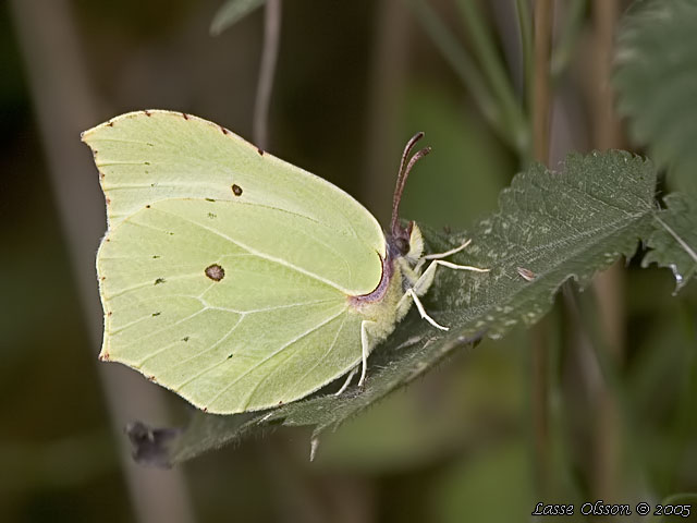 CITRONFJRIL Gonepteryx rhamni