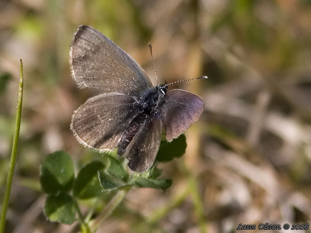 MINDRE BLVINGE (Cupido minimus)