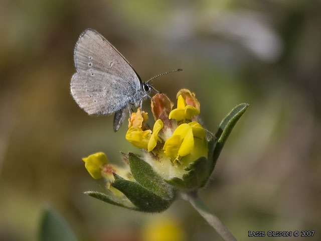 MINDRE BLVINGE (Cupido minimus) - stor bild / full size