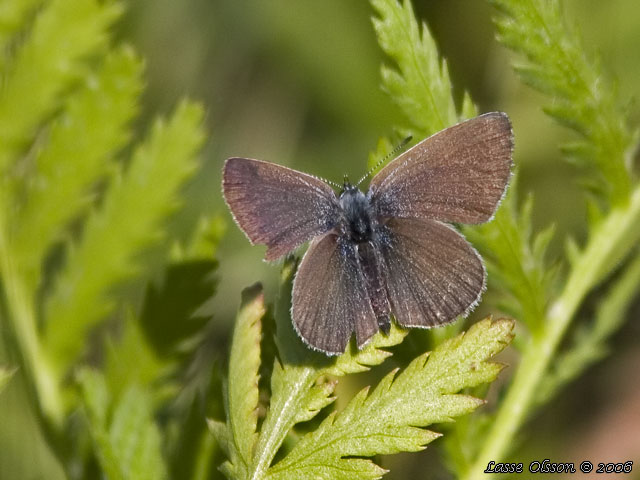 MINDRE BLVINGE (Cupido minimus)