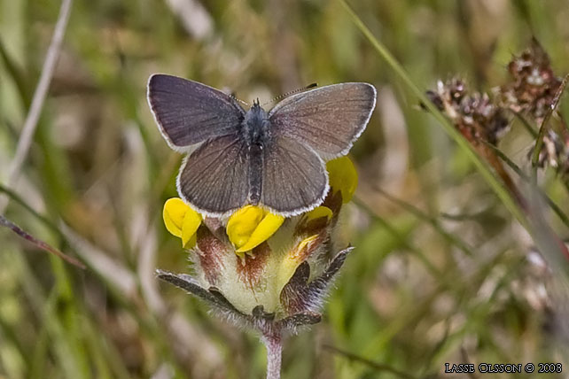 MINDRE BLVINGE (Cupido minimus) - stor bild / full size