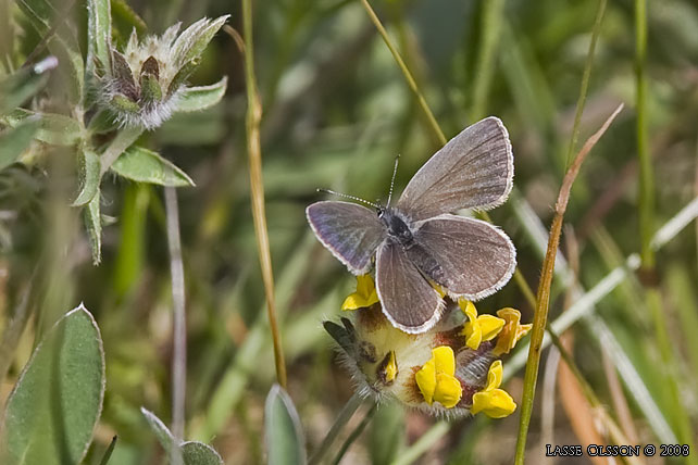 MINDRE BLVINGE (Cupido minimus) - stor bild / full size