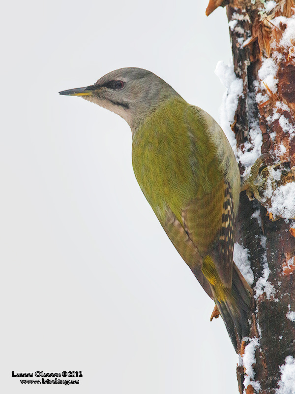 GRSPETT / GREY-HEADED WOODPECKER (Picus canus) - Stng / Close