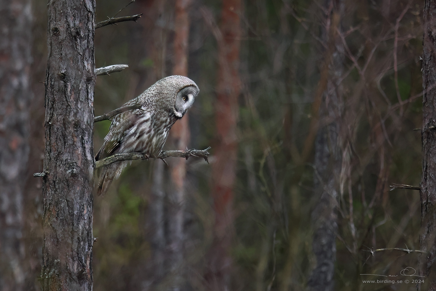 LAPPUGGLA / GREAT GREY OWL (Strix nebulosa) - Stng / Close