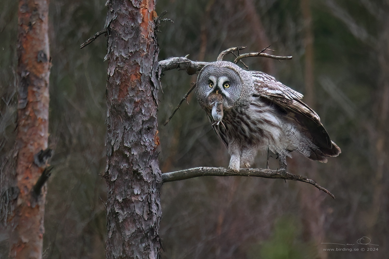 LAPPUGGLA / GREAT GREY OWL (Strix nebulosa) - Stng / Close