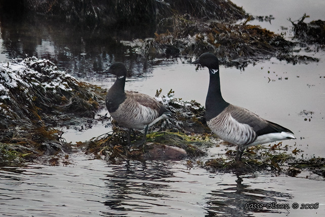 PRUTGS / BRANT GOOSE (Branta bernicla ssp. hrota)