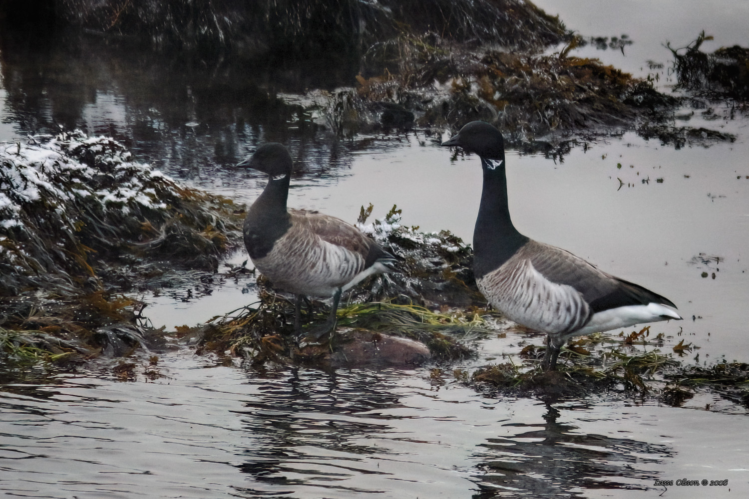 LJUSBUKIG PRUTGS / PALE-BELLIED BRENT GOOSE (Branta bernicla ssp. hrota) - Stng / Close