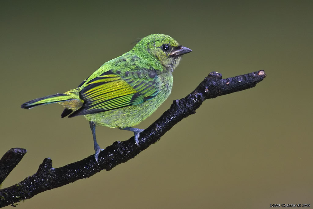 GREEN-HEADED TANAGER (Tangara seledon)