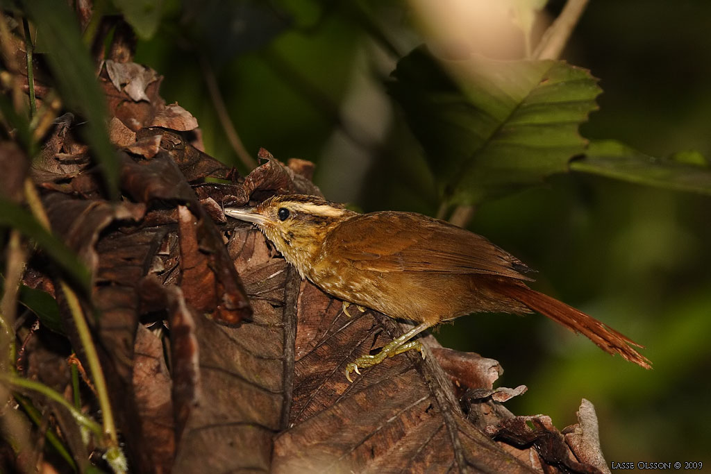 SHARP-BILLED TREEHUNTER (Heliobletus contaminatus) - Stng / Close
