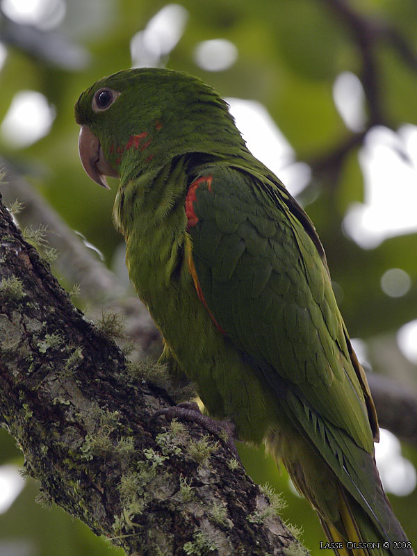 WHITE-EYED PARAKEET (Aratinga leucophthalma) - Stng / Close