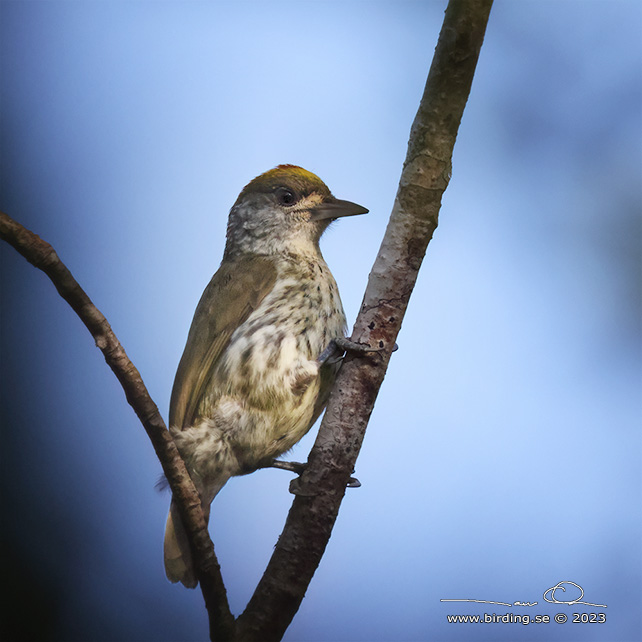 ANTILLEAN PICULET (Nesoctites micromegas) - stor bild / full size