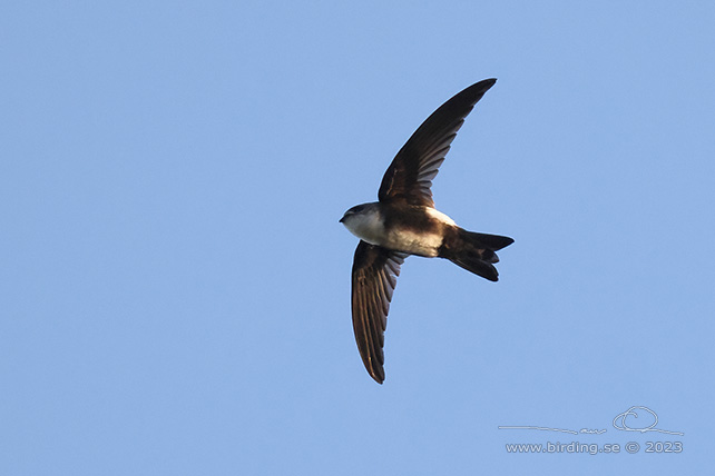 ANTILLEAN PALM SWIFT (Tachornis phoenicobia) - stor bild / full size