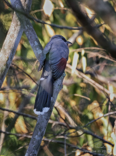 BAY-BREASTED CUCKOO (Coccyzus rufigularis) - stor bild / full size
