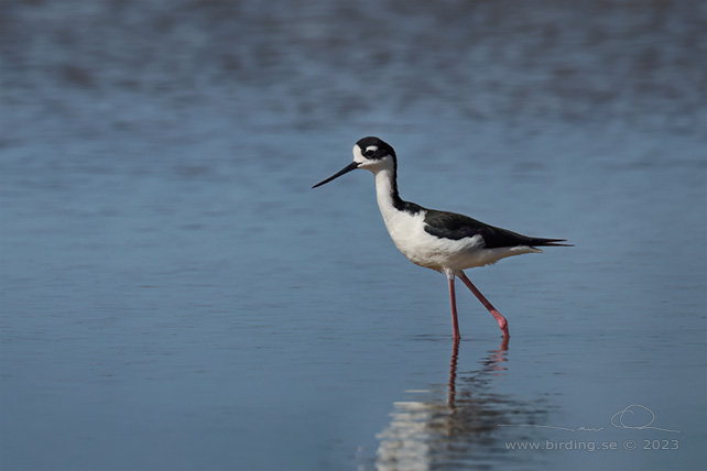 BLACK-NECKED STILT (Himantopus mexicanus) - stor bild / full size