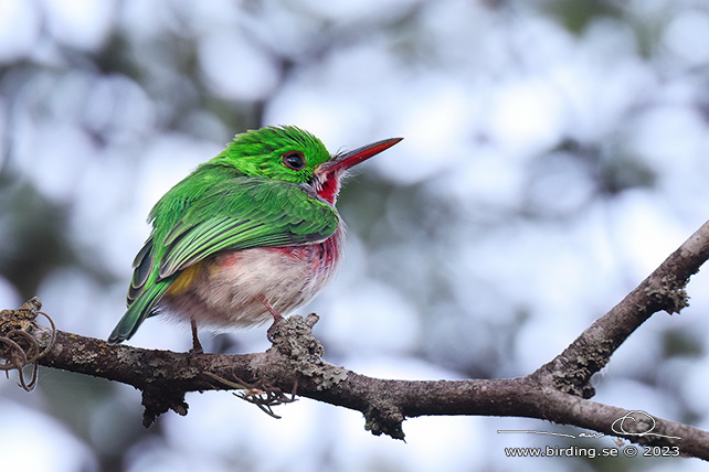 BROAD-TAILED TODY (Todus subulatus) - stor bild / full size