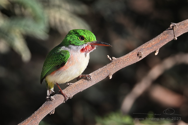 BROAD-TAILED TODY (Todus subulatus) - stor bild / full size