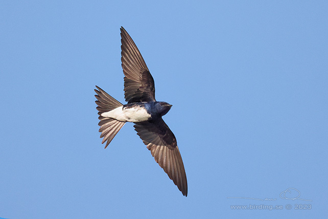 CARIBBEAN MARTIN (Progne dominicensis) - stor bild / full size