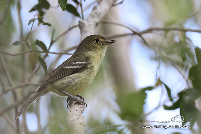 BANANAQUIT (Coereba flaveola bananivora) - stor bild / full size