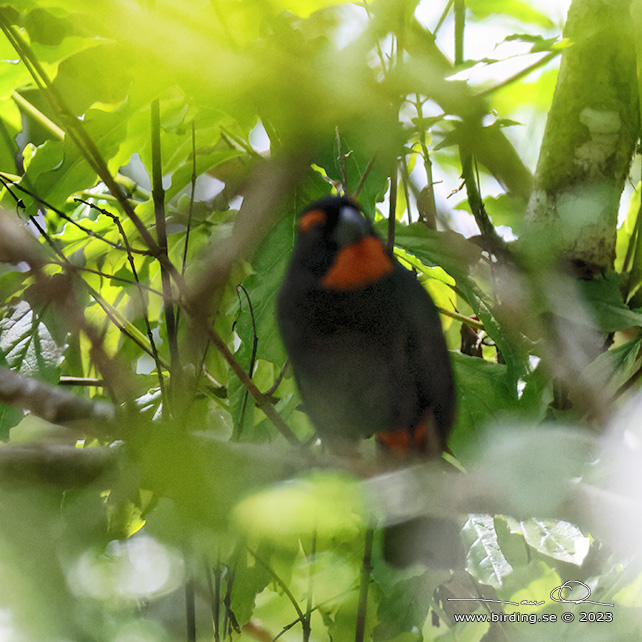 GREATER ANTILLEAN BULLFINCH (Melopyrrha violacea)
