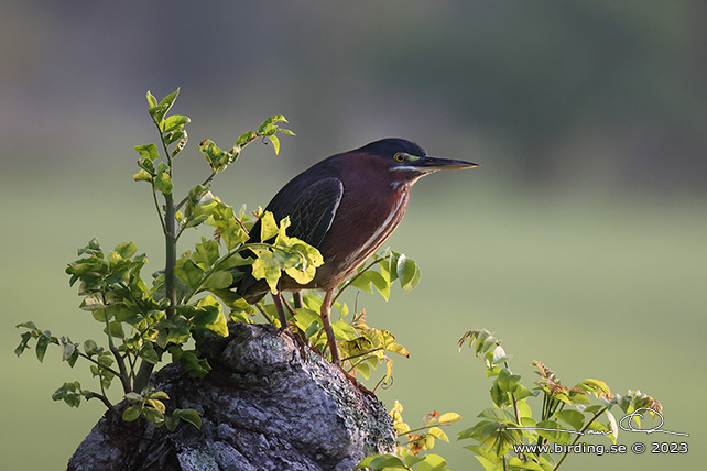 GREEN HERON (Butorides virescens) - stor bild / full size