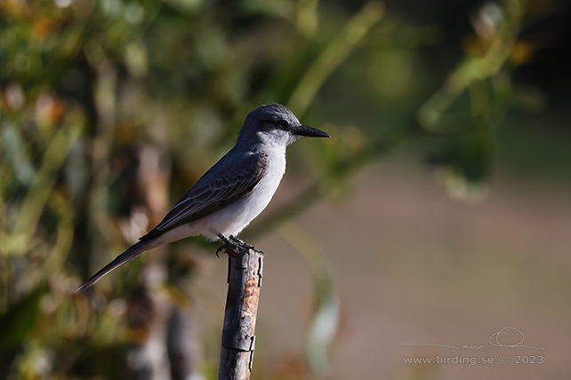 GREY KINGBIRD (Tyrannus dominicensis) - stor bild / full size