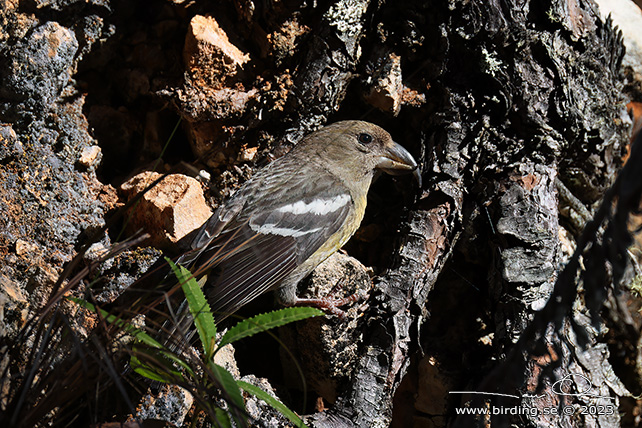 HISPANIOLAN CROSSBILL (Loxia megaplaga) - stor bild / full size