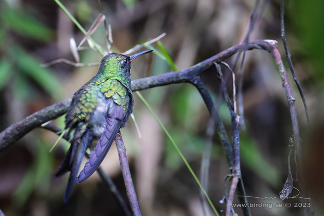HISPANIOLAN EMERALD (Riccordia swainsonii) - stor bild / full size
