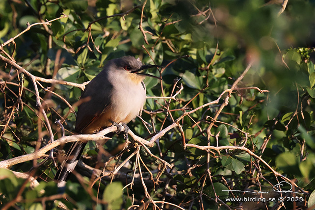 HISPANIOLAN LIZARD CUCKOO (Coccyzus longirostris) - stor bild / full size