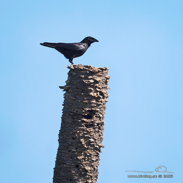 HISPANIOLAN PALM CROW (Corvus palmarum) - stor bild / full size